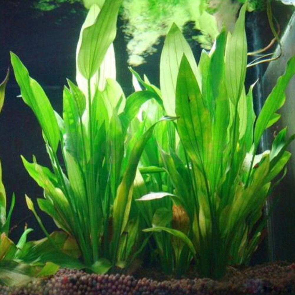 Aquarium Plant Live - 15 см искусственный декор для аквариума