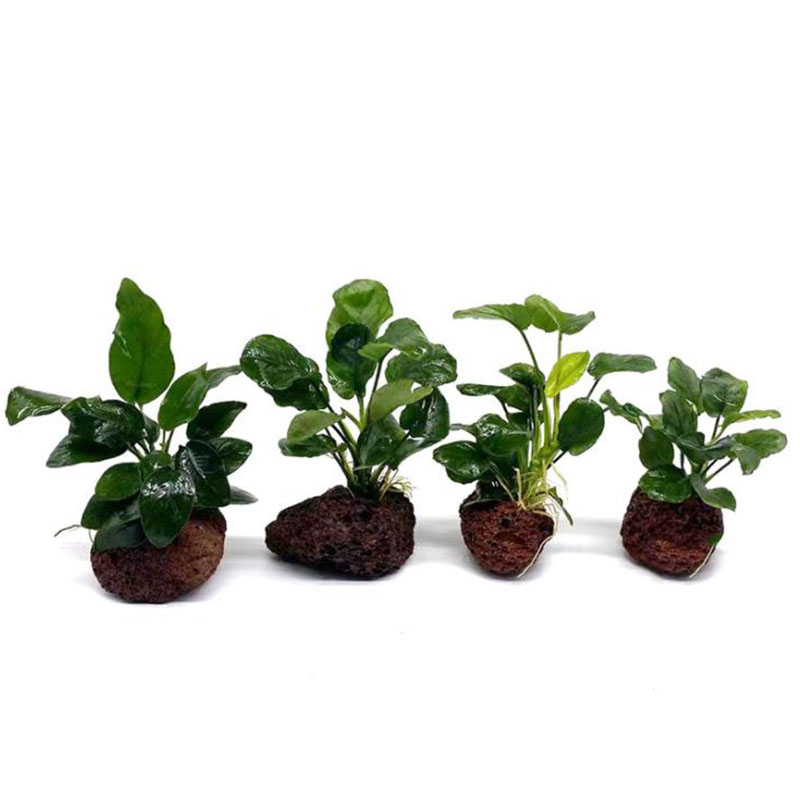 Вулканическое украшение для ак – обзор и цена Aquarium Plant Live