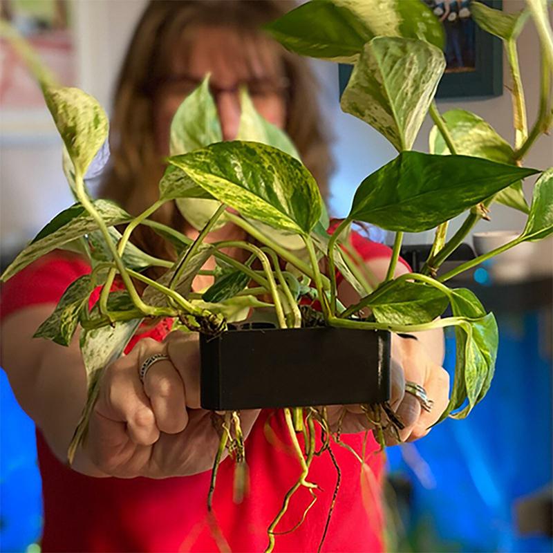 Набор из 1, 2 или 3 шт. подста – обзор и цена Aquarium Planted Setup